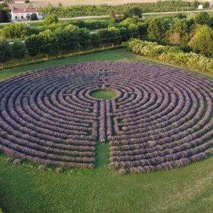 lavander farm experience