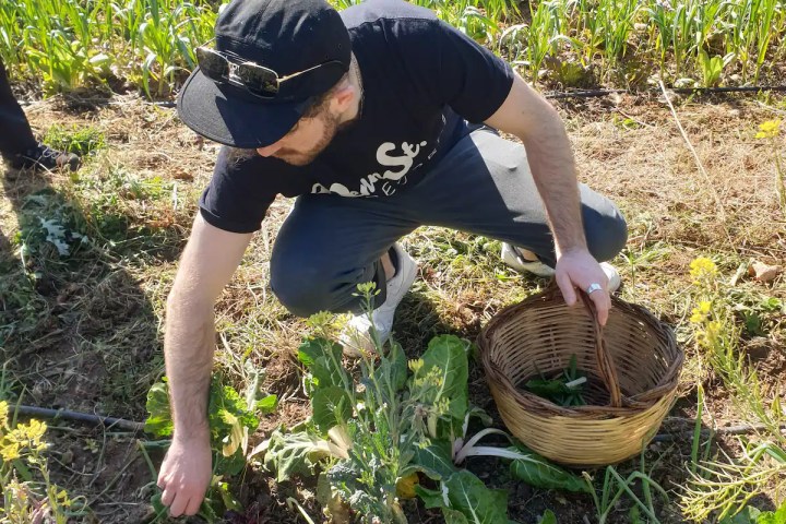 sicily farm to table tour