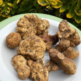 Truffle hunting near Rome with trained dog
