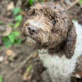 Truffle dog searching in Lazio forest