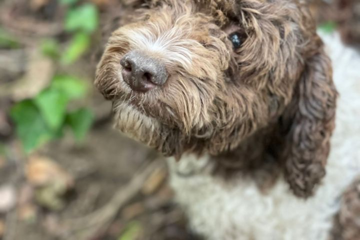 Truffle dog searching in Lazio forest