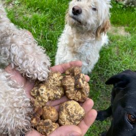 Truffle dog searching in Lazio forest
