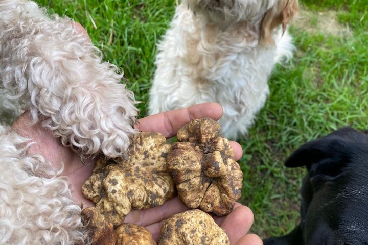 Truffle dog searching in Lazio forest