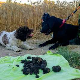 Truffle dog searching in Lazio forest