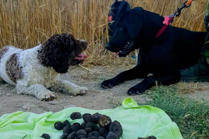 Truffle dog searching in Lazio forest