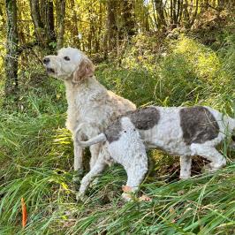 Truffle dog searching in Lazio forest