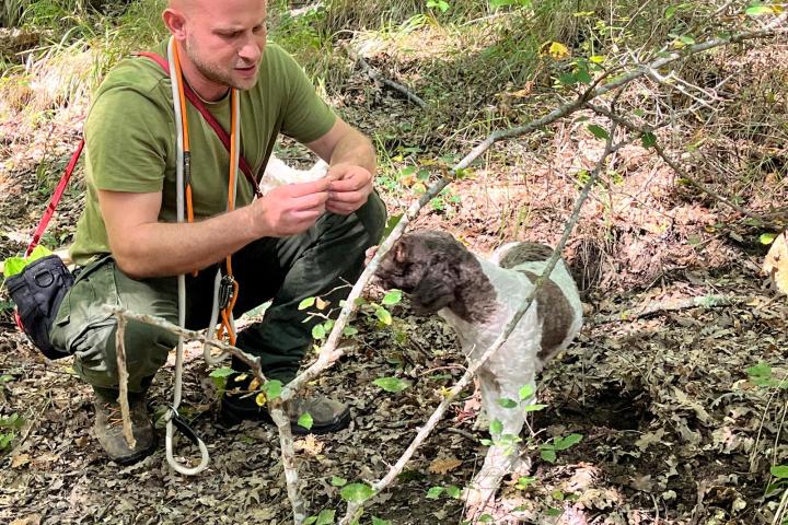 Truffle hunting near Rome with trained dog
