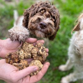 Truffle dog searching in Lazio forest