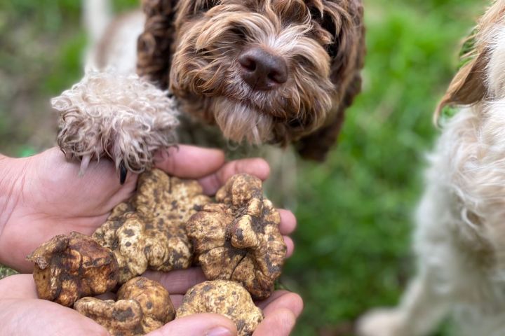 Truffle dog searching in Lazio forest