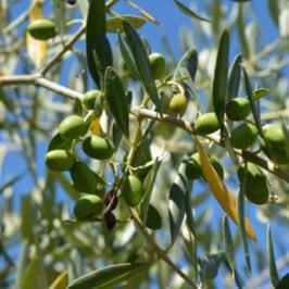 Olive oil tour in Umbria - Italy