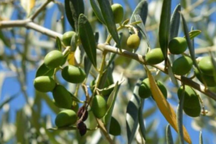Olive oil tour in Umbria - Italy
