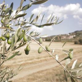 Olive oil tour in Umbria - Italy