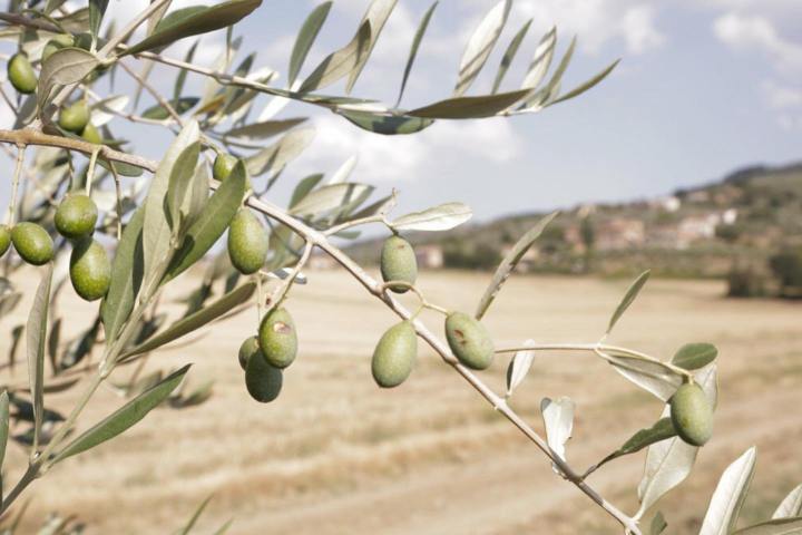 Olive oil tour in Umbria - Italy