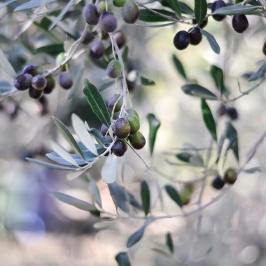 Olive oil tour in Umbria - Italy