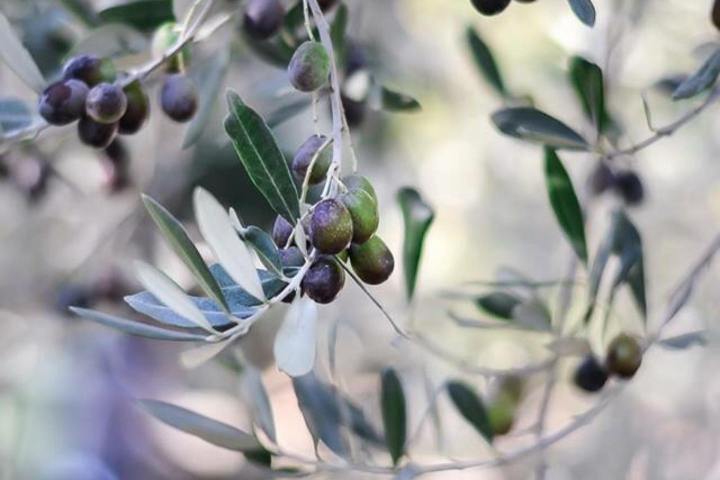 Olive oil tour in Umbria - Italy