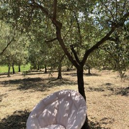 Olive oil tour in Umbria - Italy