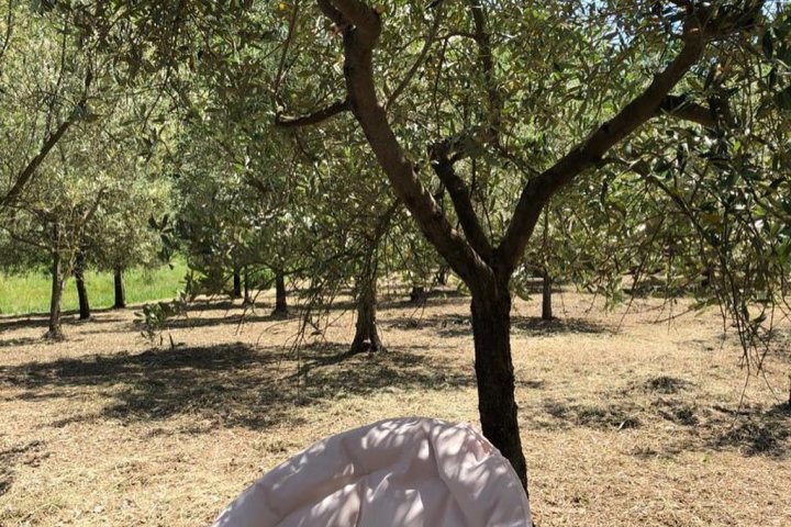 Olive oil tour in Umbria - Italy