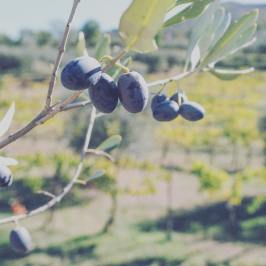 Olive oil tour in Umbria - Italy