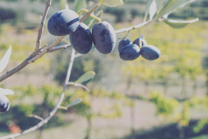 Olive oil tour in Umbria - Italy