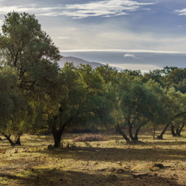 Olive oil tour in Umbria - Italy