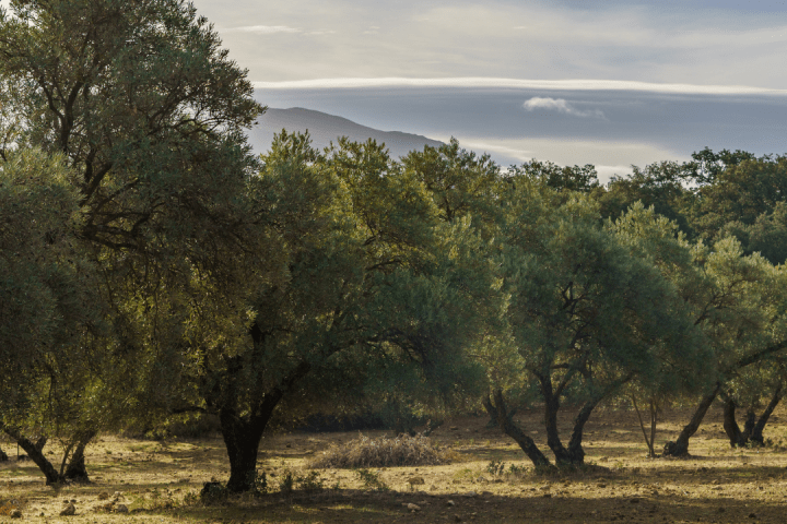 Olive oil tour in Umbria - Italy