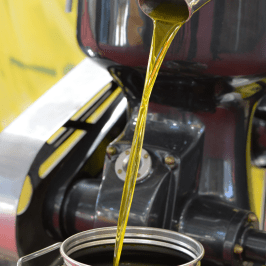 Olive oil tour in Umbria - Italy