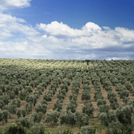 Olive oil tour in Umbria - Italy