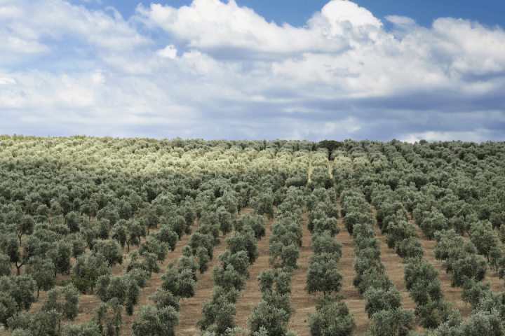 Olive oil tour in Umbria - Italy