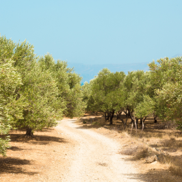 Olive oil tour in Umbria - Italy