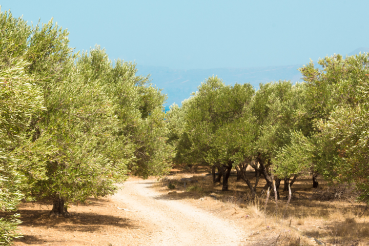 Olive oil tour in Umbria - Italy