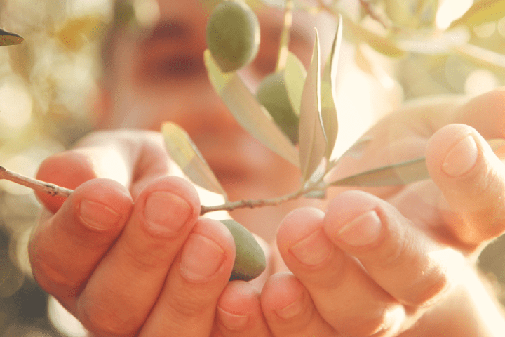 Olive oil tour in Umbria - Italy