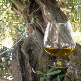 Olive oil tour in Umbria - Italy