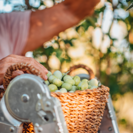 Olive oil tour in Umbria - Italy