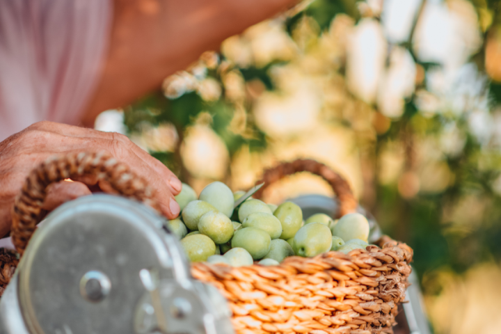 Olive oil tour in Umbria - Italy