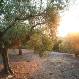 Olive oil tour in Umbria - Italy