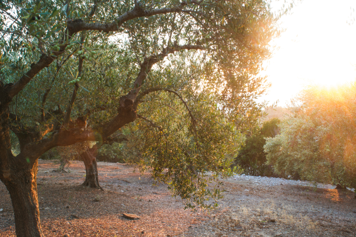 Olive oil tour in Umbria - Italy