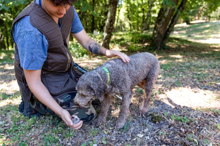 Tuscany Truffle Hunting