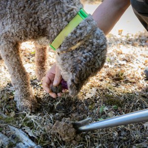 Tuscany Truffle Hunting
