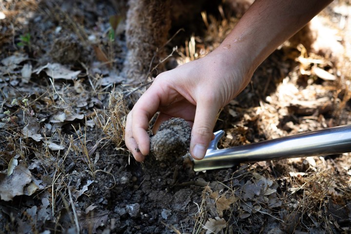 a hand holding a piece of grass