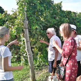 Euganean Hills Wine Tour