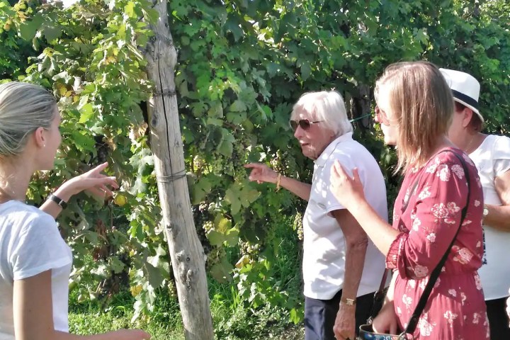 Euganean Hills Wine Tour