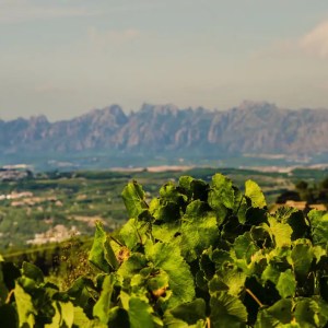 Barcelona Wine Tasting Tour