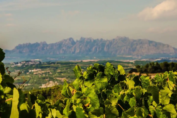 Barcelona Wine Tasting Tour