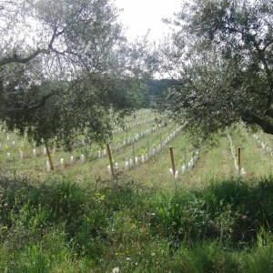 Barcelona Wine Tasting Tour