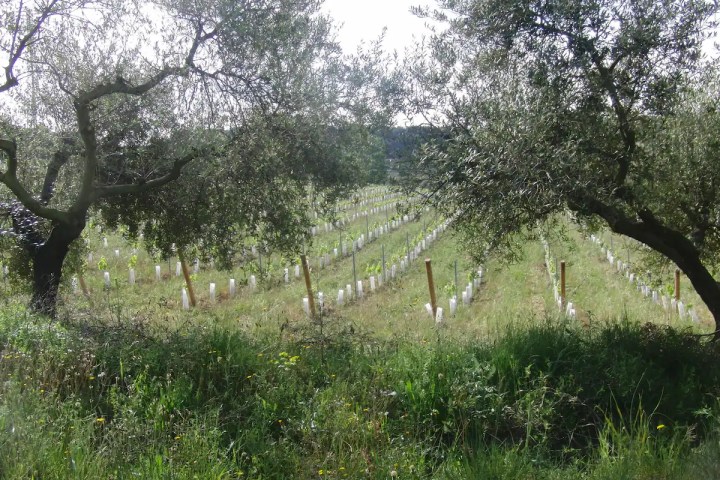 Barcelona Wine Tasting Tour