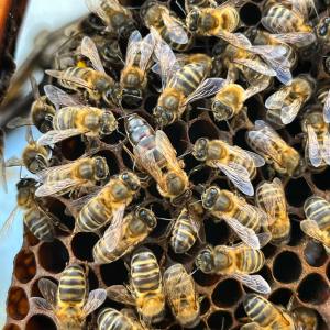 Beekeeping and honey tour in Spain