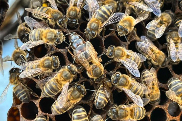 Beekeeping and honey tour in Spain