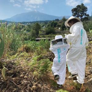 Beekeeping and honey tour in Spain