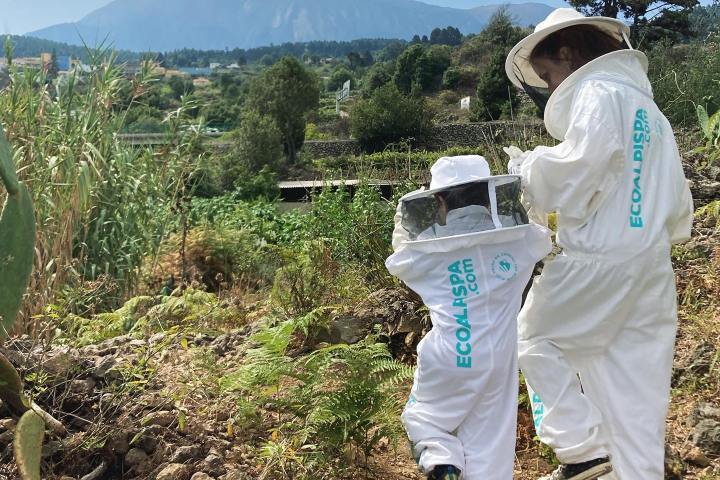 Beekeeping and honey tour in Spain