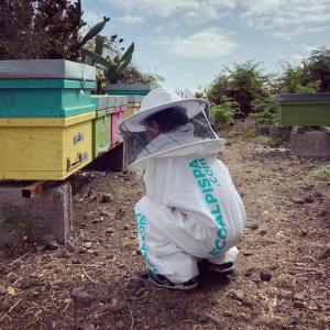 Beekeeping and honey tour in Spain